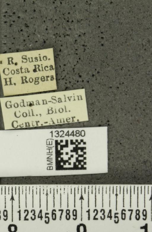 Isotes sexpunctata (Jacoby, 1878) - BMNHE_1324480_label_21974