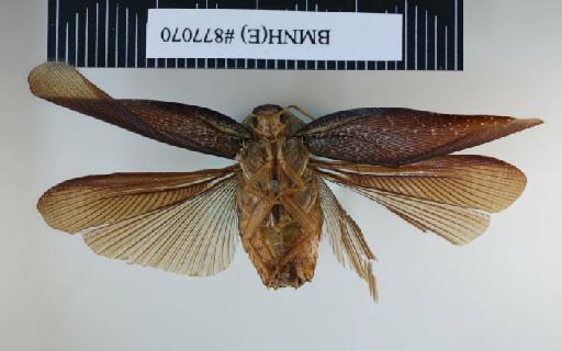 Rhabdoblatta sinensis (Walker, 1868) - Rhabdoblatta sinensis Walker, F, 1868, male, non type, ventral. Photographer: Aging Wang. BMNH(E)#877070