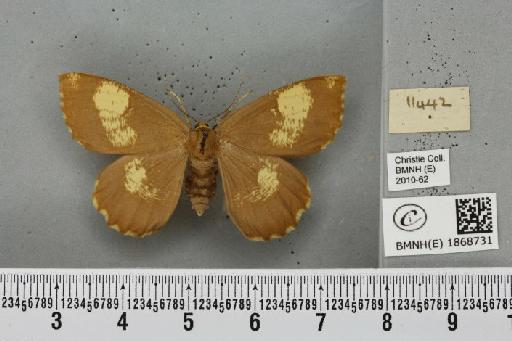 Angerona prunaria (Linnaeus, 1758) - BMNHE_1868731_a_441206