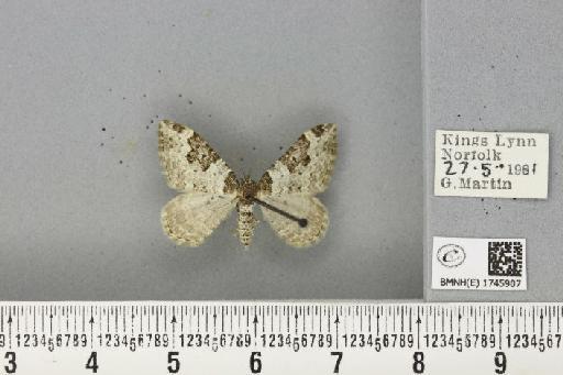 Xanthorhoe fluctuata fluctuata (Linnaeus, 1758) - BMNHE_1745907_309743