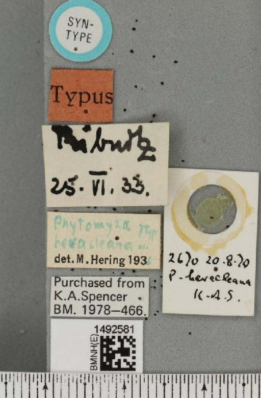 Phytomyza heracleana Hering, 1937 - BMNHE_1492581_label_54329