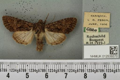 Mniotype adusta (Esper, 1790) - NHMUK_012538570_647726