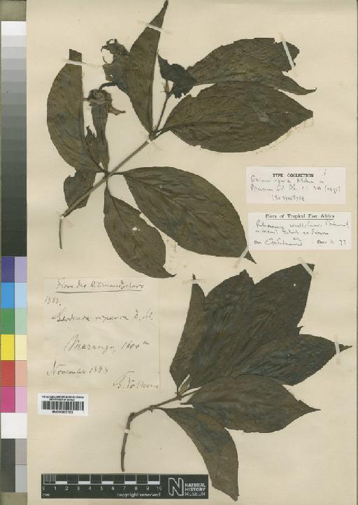 Rothmannia urcelliformis (Hiern) Robyns - BM000903103