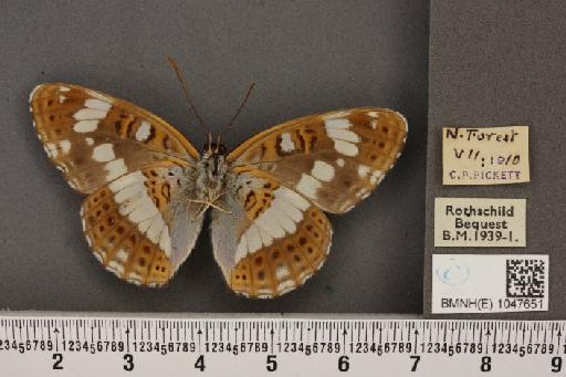 Limenitis camilla (Linnaeus, 1764) - BMNHE_1047651_42585