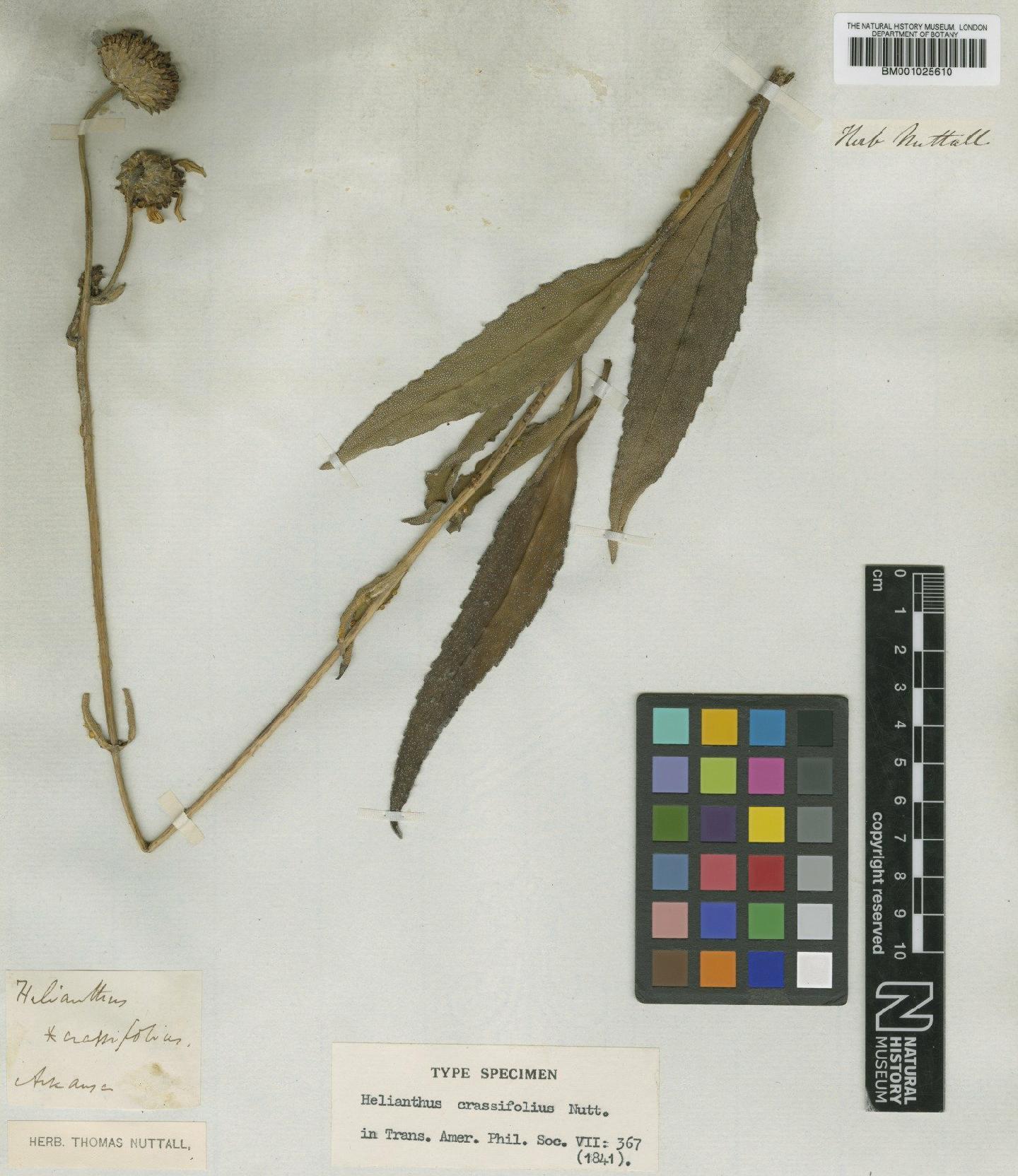 To NHMUK collection (Helianthus rigidus subsp. rigidus (Cass.) Desf.; Type; NHMUK:ecatalogue:1185199)