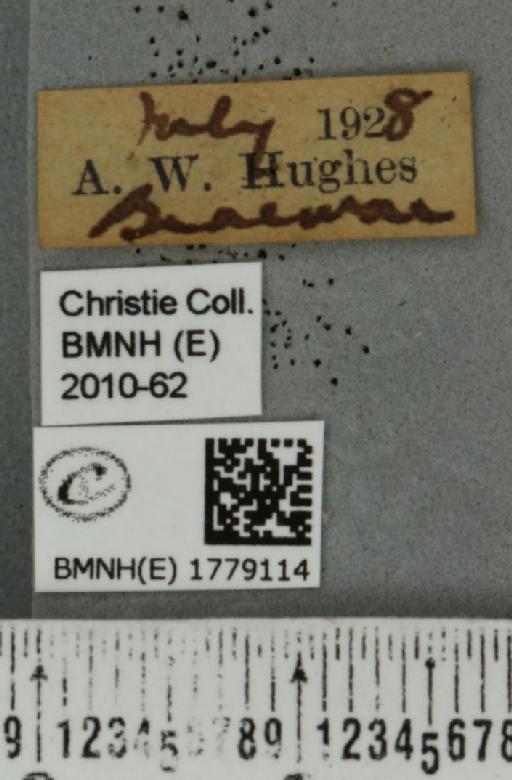 Colostygia pectinataria (Knoch, 1781) - BMNHE_1779114_label_354559