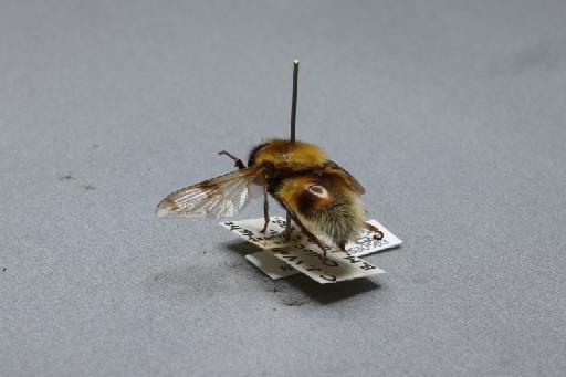 Volucella bombylans (Linnaeus, 1758) - 012530563_additional_2