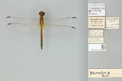 Trithemis pluvialis Förster, 1906 - 011249030_dorsal