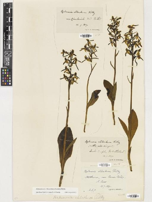 Platanthera chlorantha (Custer) Rchb. - BM001081635