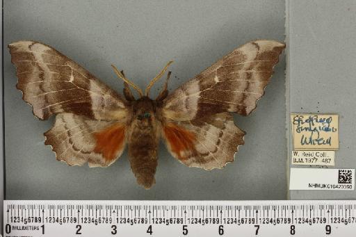 Laothoe populi populi (Linnaeus, 1758) - NHMUK_010420390_526542