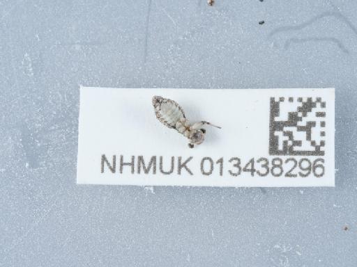 Mesopsocus fuscifrons Meinander, 1966 - 013438296_1
