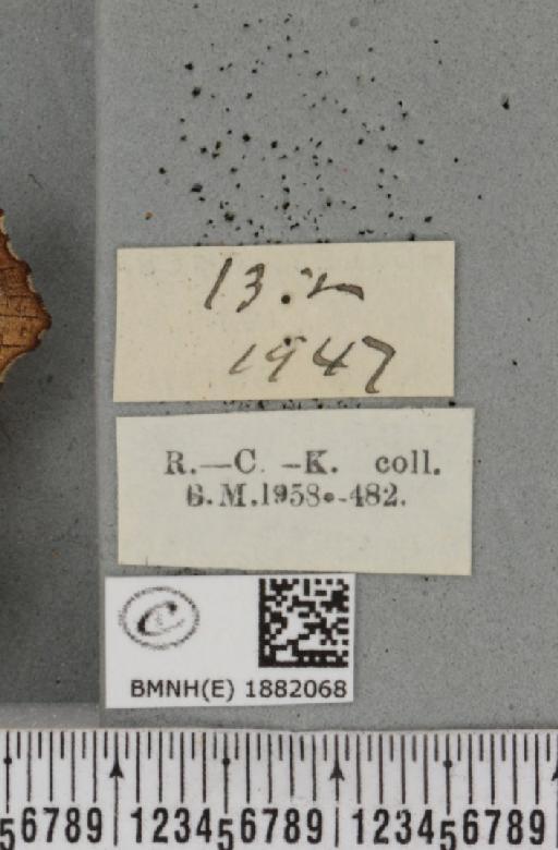 Selenia dentaria ab. brunneopustulata Smith, 1951 - BMNHE_1882068_a_label_447651