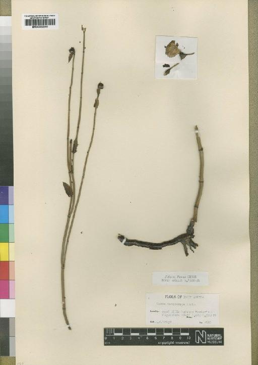 Elegia macrocarpa (Kunth) Moline & H.P.Linder - BM000922300