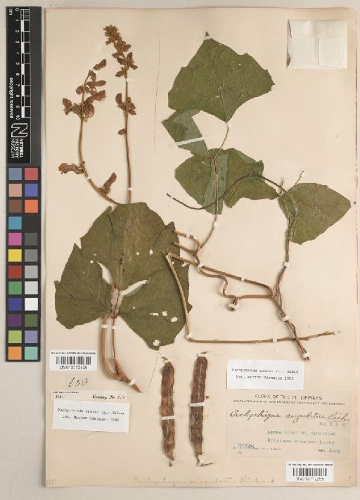 Pachyrhizus erosus (L.) Urb. - BM013712255