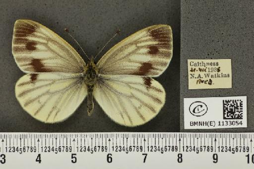 Pieris napi thompsoni ab. confluens Schima, 1910 - BMNHE_1133054_89611