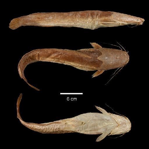 Clarias macracanthus Günther, 1864 - 1862.6.17.51; Clarias macracanthus; type; ACSI Project image