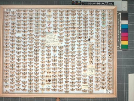 Eupithecia extensaria occidua Prout, 1914 - 70_178_1