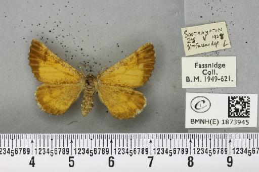 Bupalus piniaria (Linnaeus, 1758) - BMNHE_1873945_489857