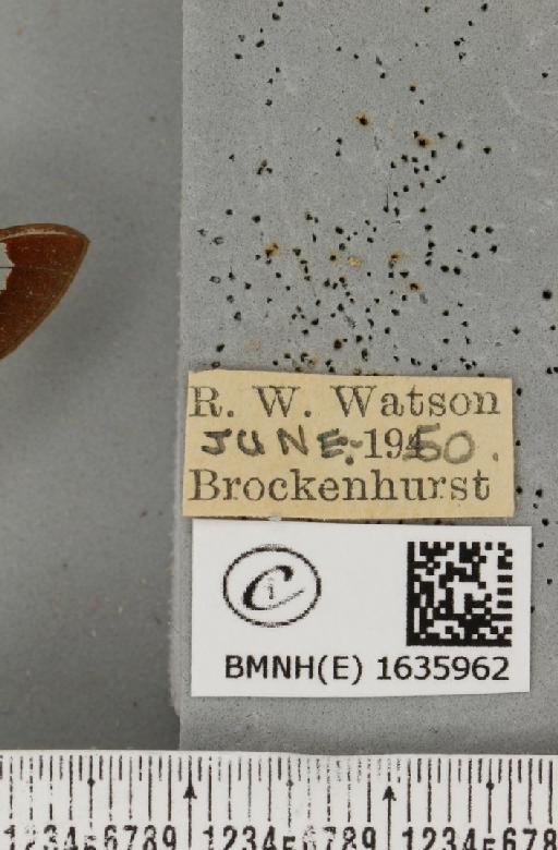 Hemaris fuciformis (Linnaeus, 1758) - BMNHE_1635962_label_205634
