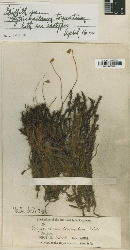 Polytrichastrum torquatum Mitt. ex Osada & G.L.Sm. - BM000986021