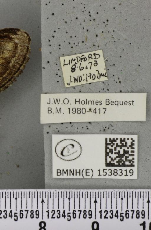 Notodonta ziczac ziczac (Linnaeus, 1758) - BMNHE_1538319_label_244846