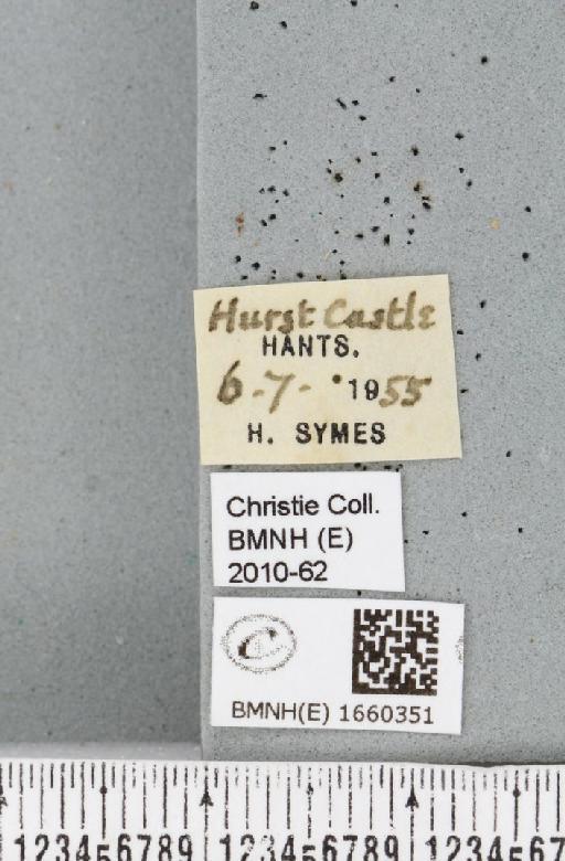 Setina irrorella (Linnaeus, 1758) - BMNHE_1660351_label_290659