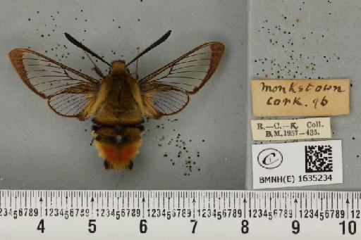 Hemaris tityus (Linnaeus, 1758) - BMNHE_1635234_205232