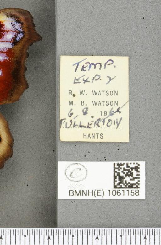 Aglais io (Linnaeus, 1758) - BMNHE_1061158_label_21659