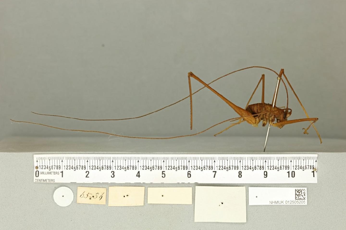 Macropathus filifer thumbnail