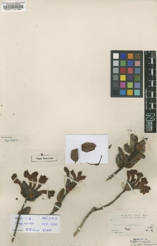 Rhododendron cyrtophyllum Wernham - BM000574144