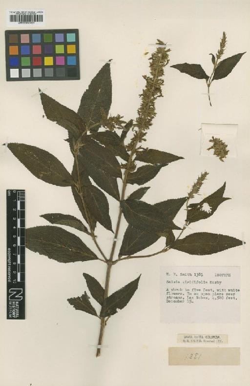 Salvia viridiflora Rusby - BM000993021