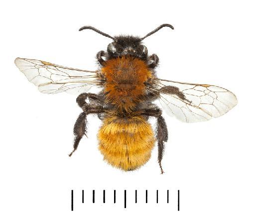 Andrena fulva (Müller in Allioni, 1766) - Andrena_fulva-NHMUK010265356-female-dorsal habitus-with_millimetre_scale