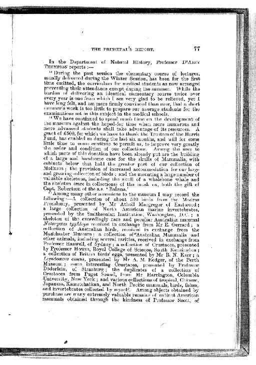 Balaena mysticetus Linnaeus, 1758 - DWT report 1898