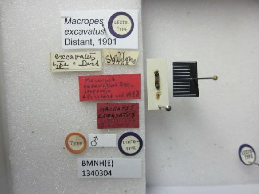 Macropes excavatus Distant, 1901 - Macropes excavatus-BMNH(E)1340304-Lectotype male dorsal & labels