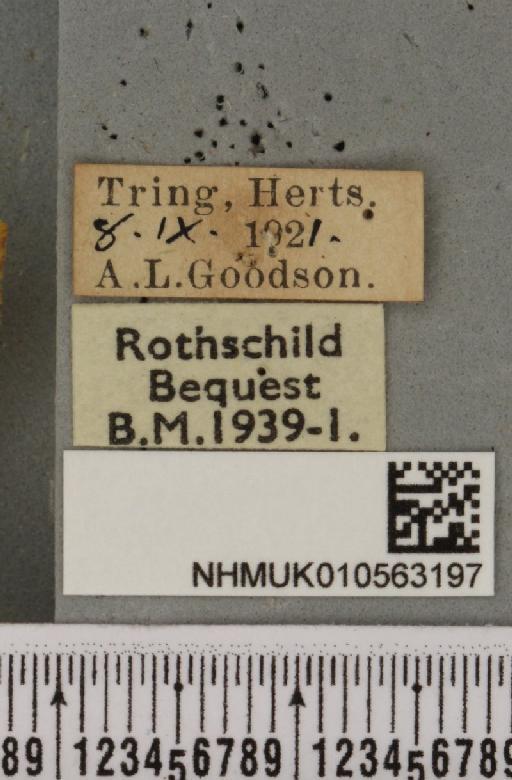 Cirrhia icteritia ab. aurantia Tutt, 1892 - NHMUK_010563197_label_620848