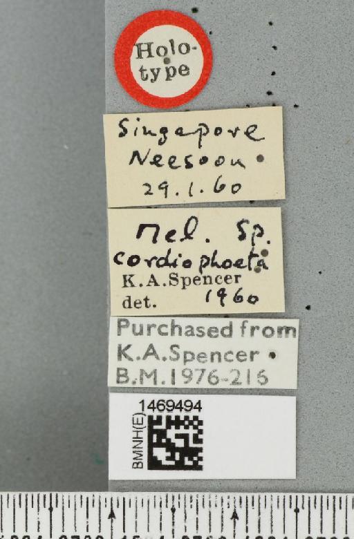 Melanagromyza cordiophoeta Spencer, 1961 - BMNHE_1469494_label_45249