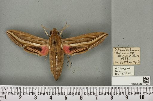 Hippotion celerio (Linnaeus, 1758) - NHMUK_010477207_534811