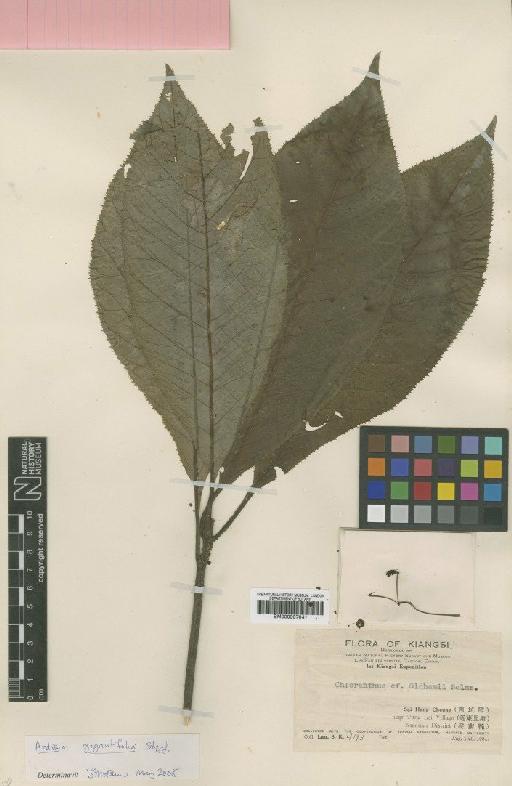 Ardisia gigantifolia Stapf - BM000997041