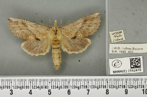 Pterostoma palpina palpina (Clerck, 1759) - BMNHE_1542470_246731