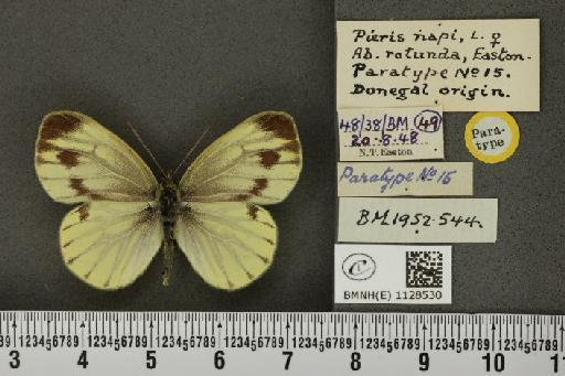 Pieris napi britannica ab. rotunda Easton, 1948 - BMNHE_1128530_81221