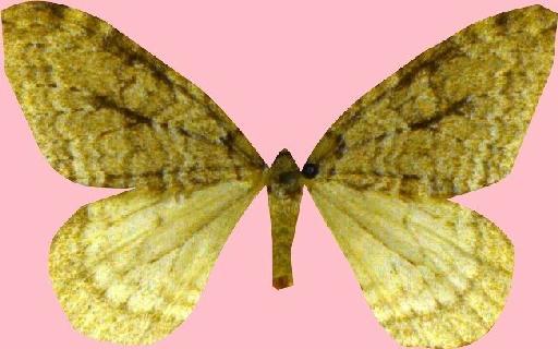 Epirrita autumnata ab. approximaria Weaver, 1852 - BMNH(E)_1790715