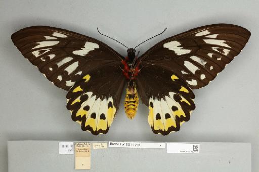 Ornithoptera priamus pronomus Gray, 1852 - 013604148__