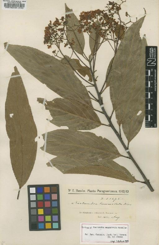 Nectandra hihua (Ruiz & Pav.) Rohwer - BM000092845