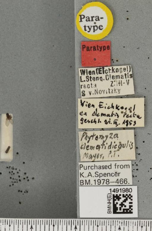 Phytomyza clematidicaulis Hering, 1958 - BMNHE_1491980_label_53680