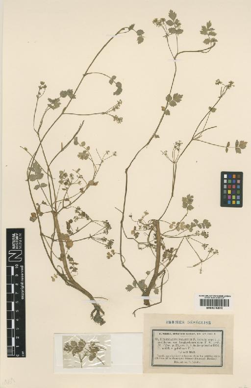 Apium repens (Jacq.) Lag. - BM000752016