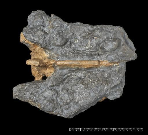 Scelidotherium leptocephalum Owen, 1840 - NHMUK PV M 3591 (2).tif