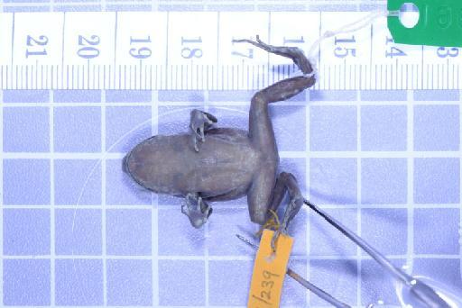 Callulops humicola compta (Zweifel, 1972) - Image of specimen 1961.854