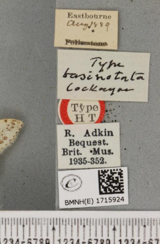 Scopula marginepunctata ab. basinotata Cockayne, 1950 - BMNHE_1715924_label_269109