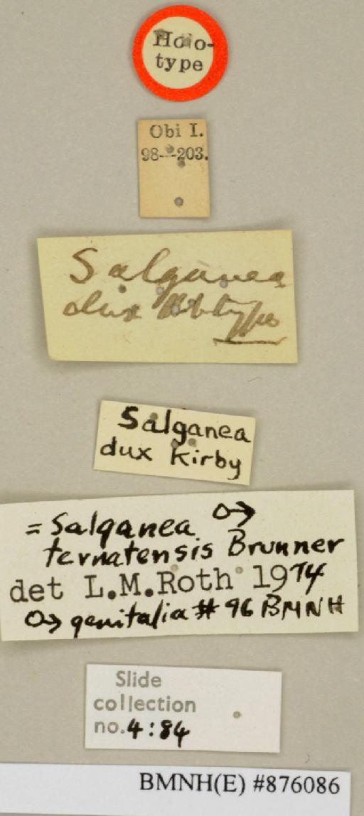 Salganea dux Kirby, 1903 - Salganea dux Kirby, 1903, male, holotype, labels. Photographer: Edward Baker. BMNH(E)#876086