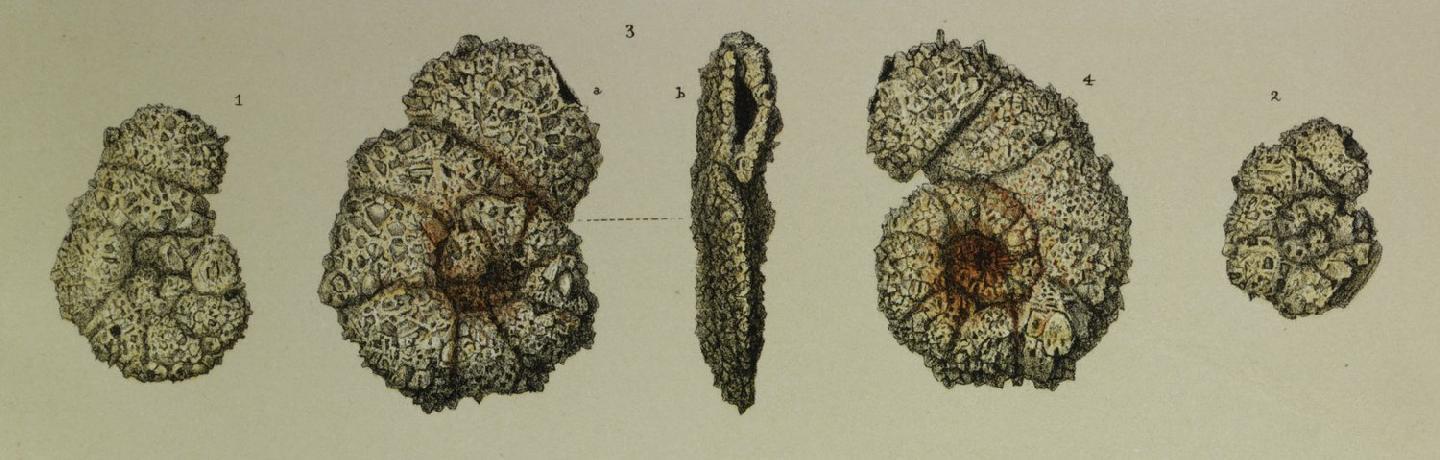 To NHMUK collection (Haplophragmium fontinense Terquem, 1870; NHMUK:ecatalogue:3092349)